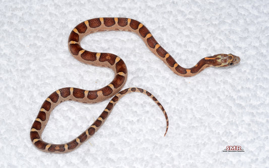 Microscale female for sale by South Mountain Reptiles
