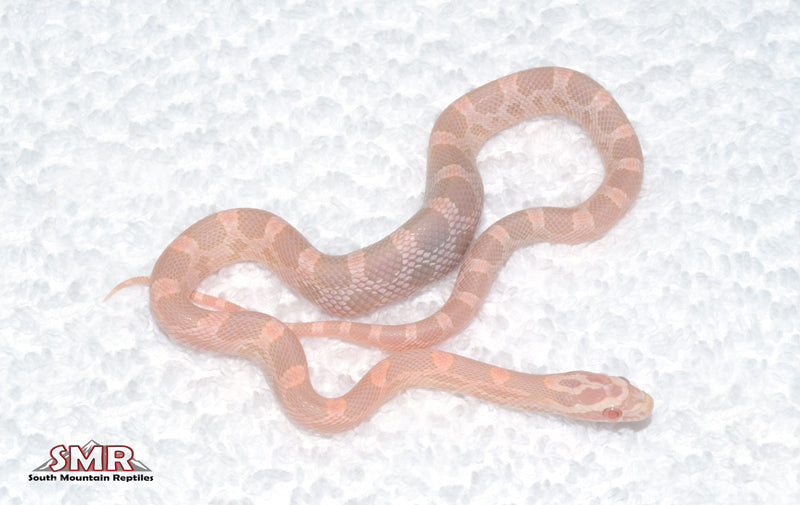 Salmon (red factor) Snow female
