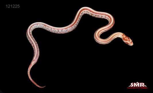 Candy Cane Tessera 13" Female for sale by South Mountain Reptiles