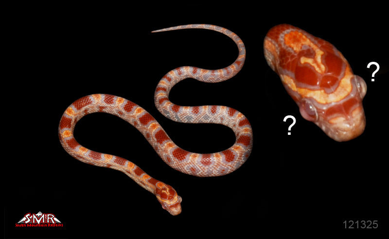 Reverse Okeetee 12" Male for sale by South Mountain Reptiles