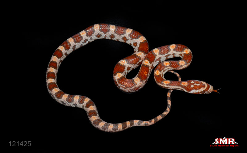 Ultramel 14" Male for sale by South Mountain Reptiles