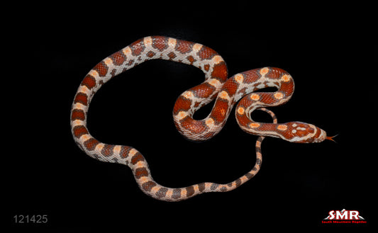 Ultramel 14" Male for sale by South Mountain Reptiles