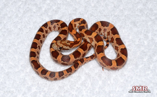 Weirdo male for sale by South Mountain Reptiles