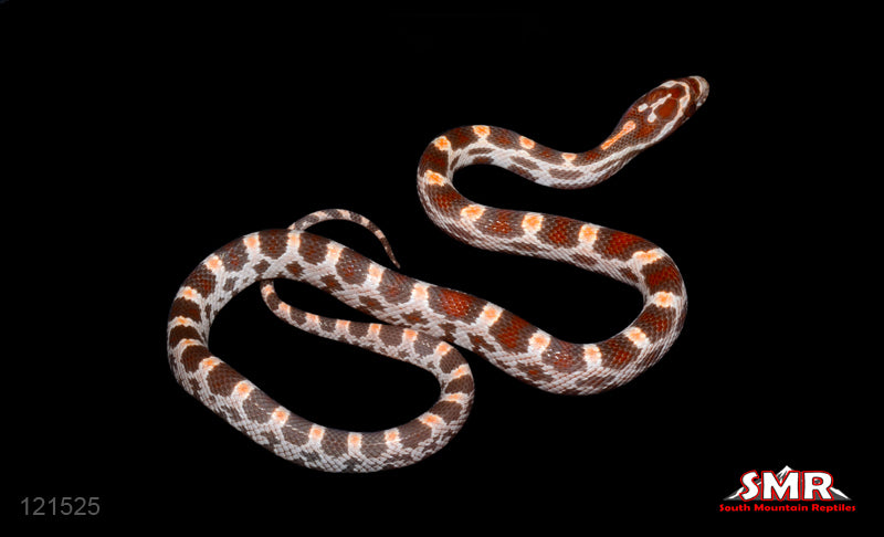 Ultramel 13" Male for sale by South Mountain Reptiles