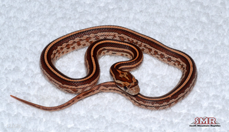 Tessera male