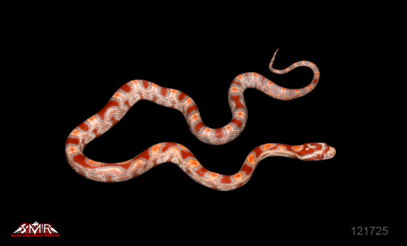 High-red BUF Reverse Okeetee 14" Female for sale by South Mountain Reptiles