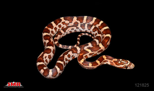 Weirdo 14" Female for sale by South Mountain Reptiles