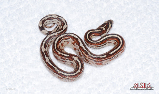 Miami Tessera female for sale by South Mountain Reptiles