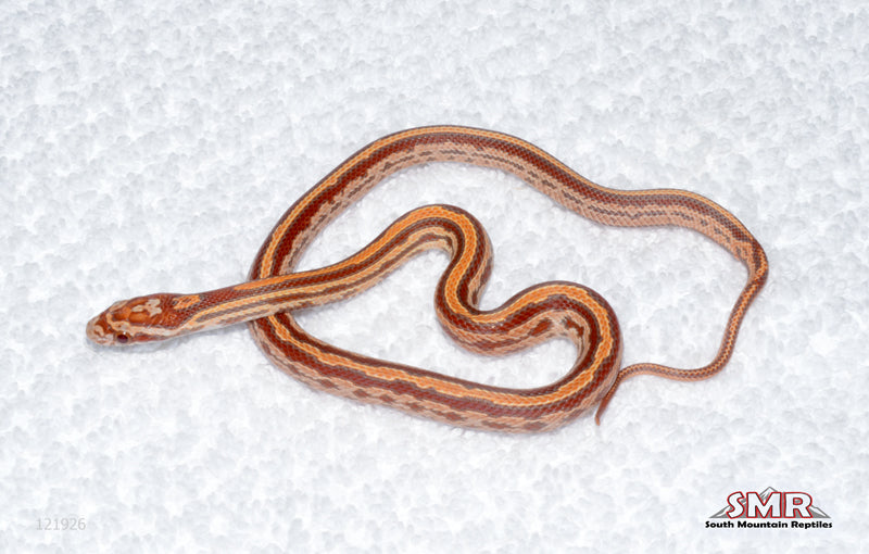 Ultramel Tessera female