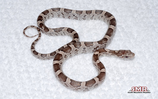 Masque Anery female for sale by South Mountain Reptiles