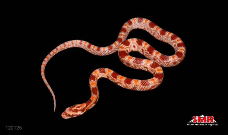 Reverse Okeetee 14" Male for sale by South Mountain Reptiles