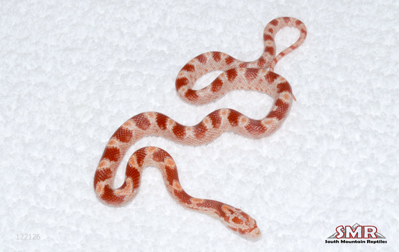 Fire female