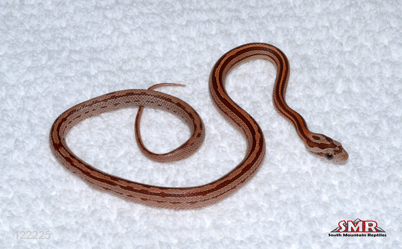 Terrazzo 12" Male for sale by South Mountain Reptiles