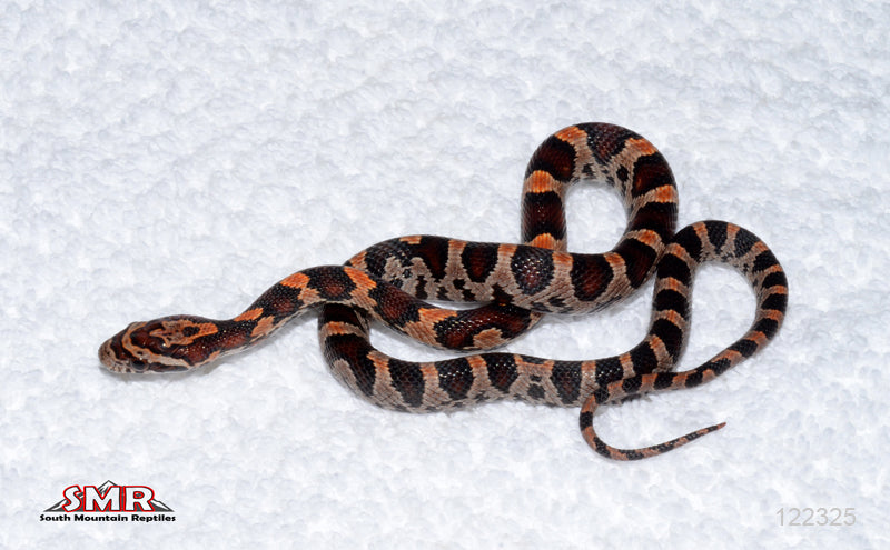 Banded Extreme Okeetee 13" Male for sale by South Mountain Reptiles