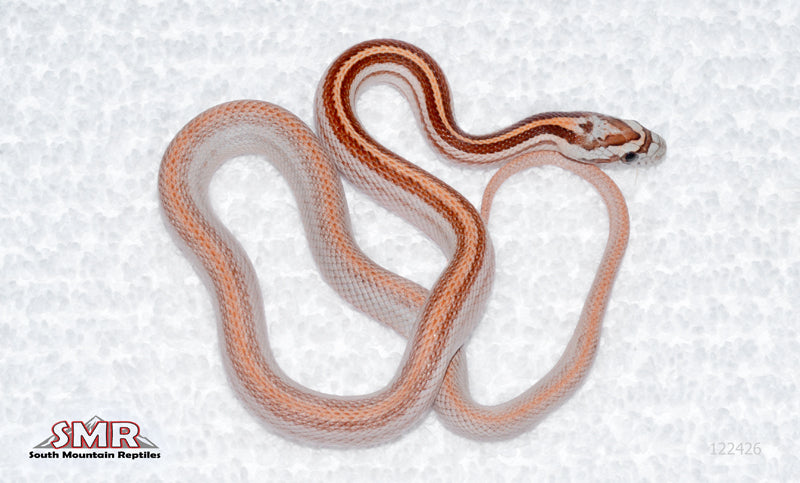 Weirdo MotleyORStripe, het Amel male