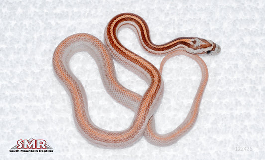 Weirdo Motley-OR-Stripe, het Amel male for sale by South Mountain Reptiles