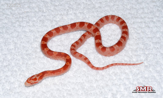 Cayenne Fire 12" Female for sale by South Mountain Reptiles