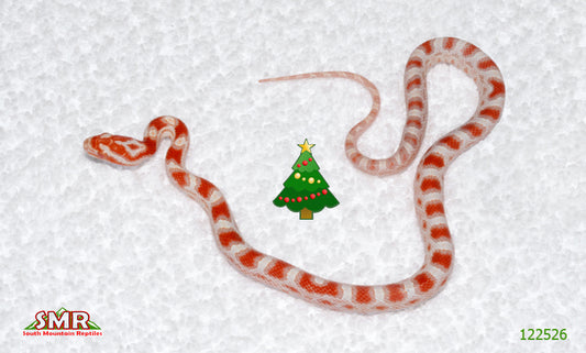 Candy Cane male for sale by South Mountain Reptiles