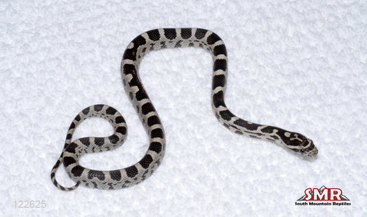 Anery Deluxe 13" Female for sale by South Mountain Reptiles