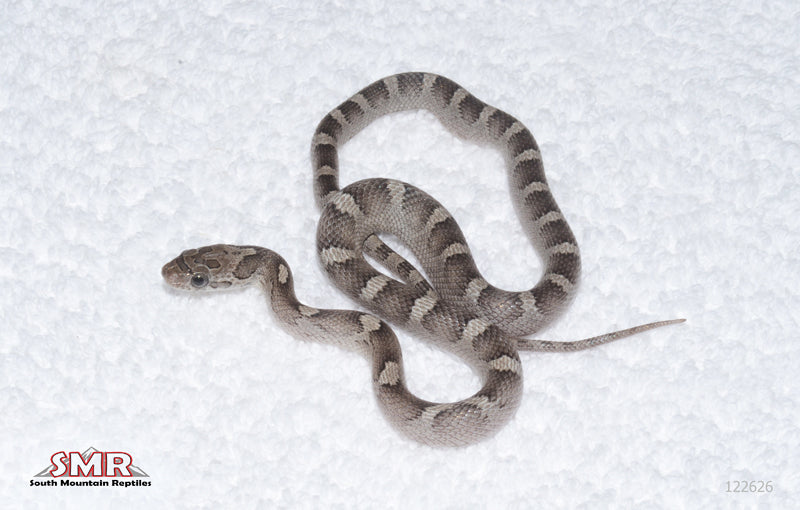Granite male for sale by South Mountain Reptiles