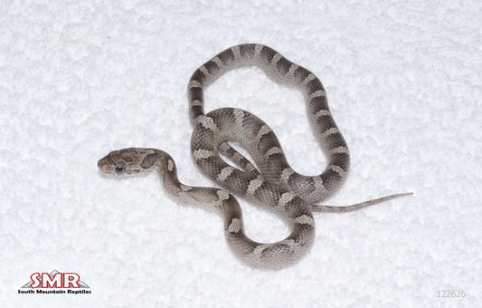 Granite male for sale by South Mountain Reptiles