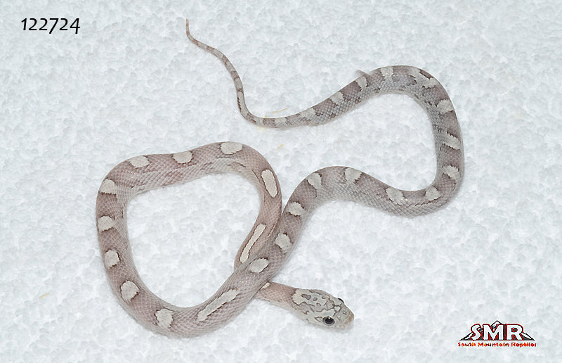 Sunkissed Ghost Motley 15" Female