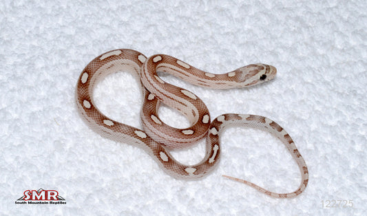 Hurricane Ghost Motley 13" Female for sale by South Mountain Reptiles