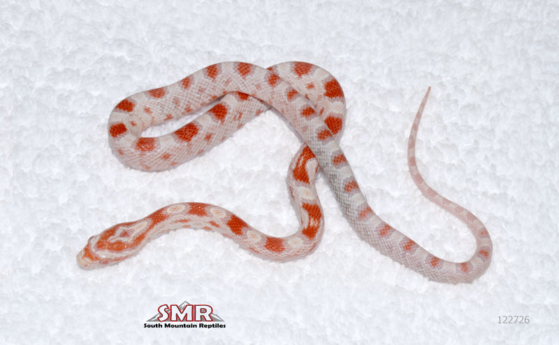 High-white Reverse Okeetee female for sale by South Mountain Reptiles