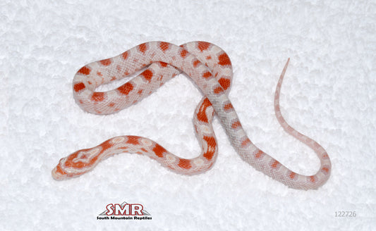 High-white Reverse Okeetee female for sale by South Mountain Reptiles
