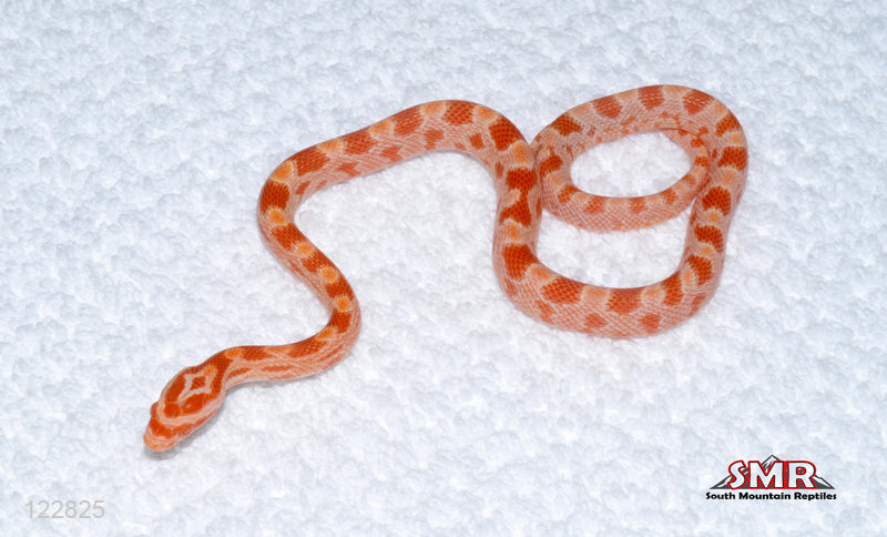 Fluorescent Amel 13" Male for sale by South Mountain Reptiles