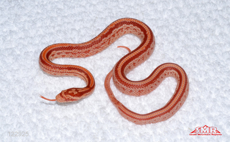 Cherry Amel Tessera 14" Male for sale by South Mountain Reptiles