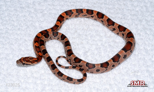 Extreme Red Coat Okeetee 17" Female for sale by South Mountain Reptiles