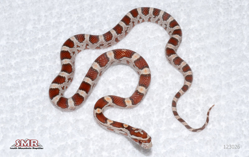Ultramel from Heliconia female for sale by South Mountain Reptiles