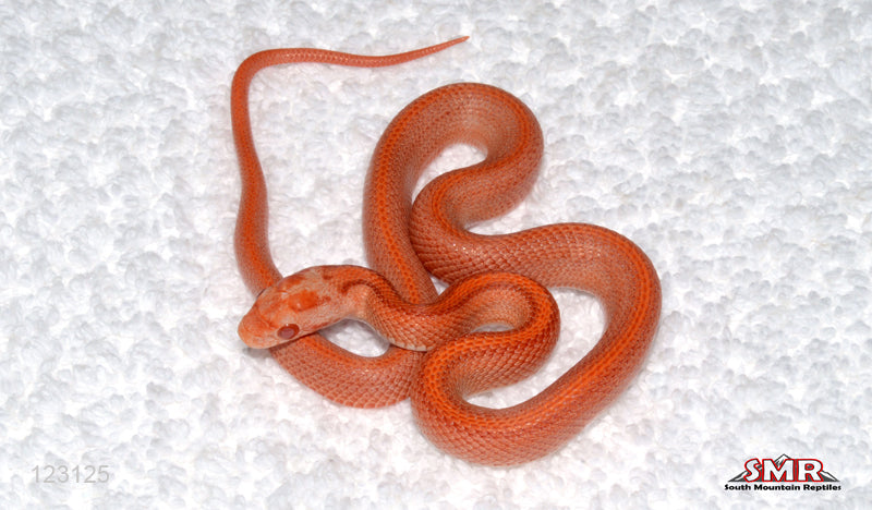 Striped Salmon Amel 12" Male for sale by South Mountain Reptiles