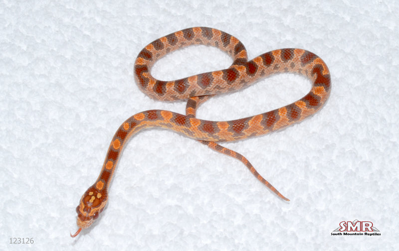 Ultramel ORANGE female for sale by South Mountain Reptiles