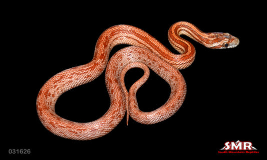 Terrazzo 15" Female for sale by South Mountain Reptiles