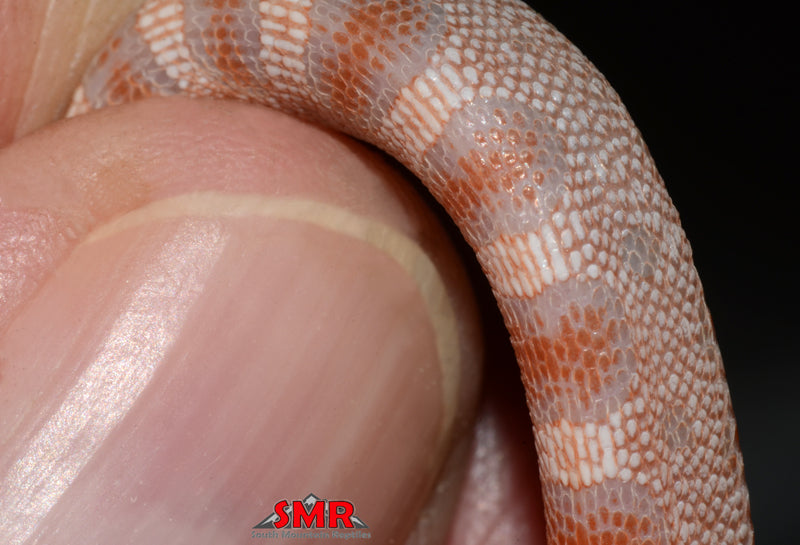 Microscale Reverse Okeetee - male