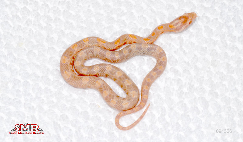 RHxWh Fluorescent-female for sale by South Mountain Reptiles