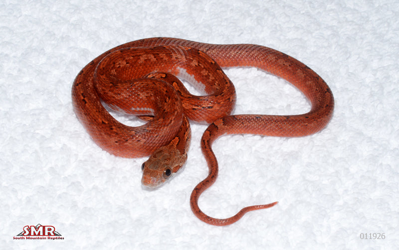 Pied-sided Bloodred Tessera female for sale by South Mountain Reptiles