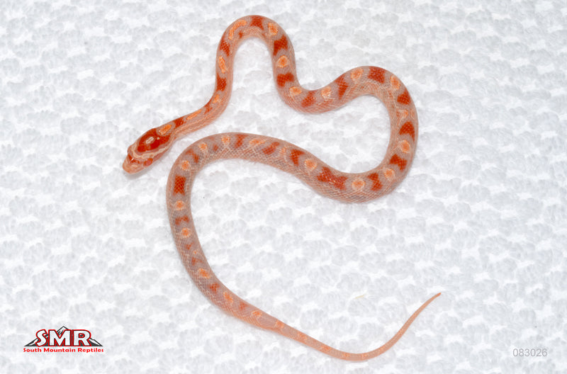 Buf Reverse Okeetee female for sale by South Mountain Reptiles