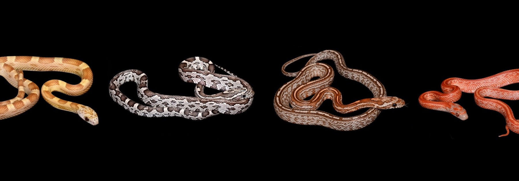 banner showing corn snake morphs