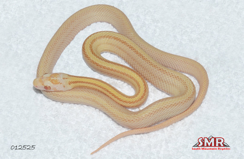 Striped Butter 15" Female