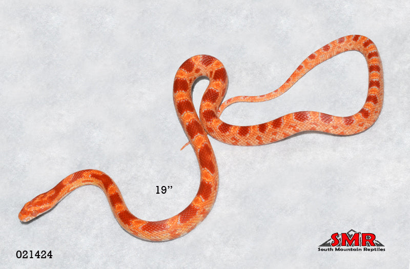 Red Factor Snake Extreme Red Factor Reverse Okeetee 19