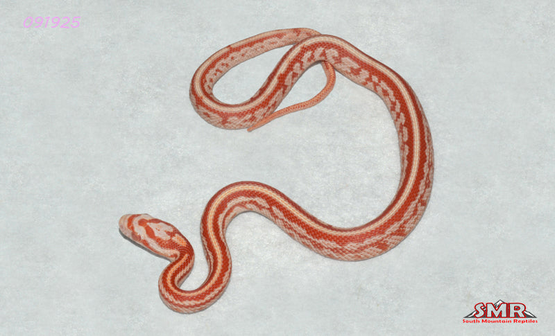 Amel Tessera 12" Male for sale by South Mountain Reptiles