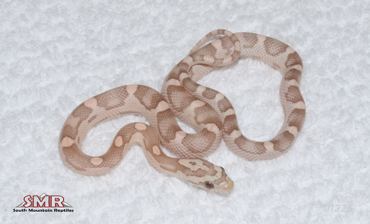 Coral Ultramel Anery 12" Female for sale by South Mountain Reptiles