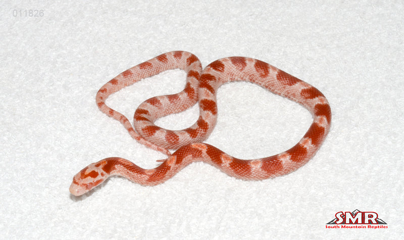 Cayenne Fire 13" female for sale by South Mountain Reptiles