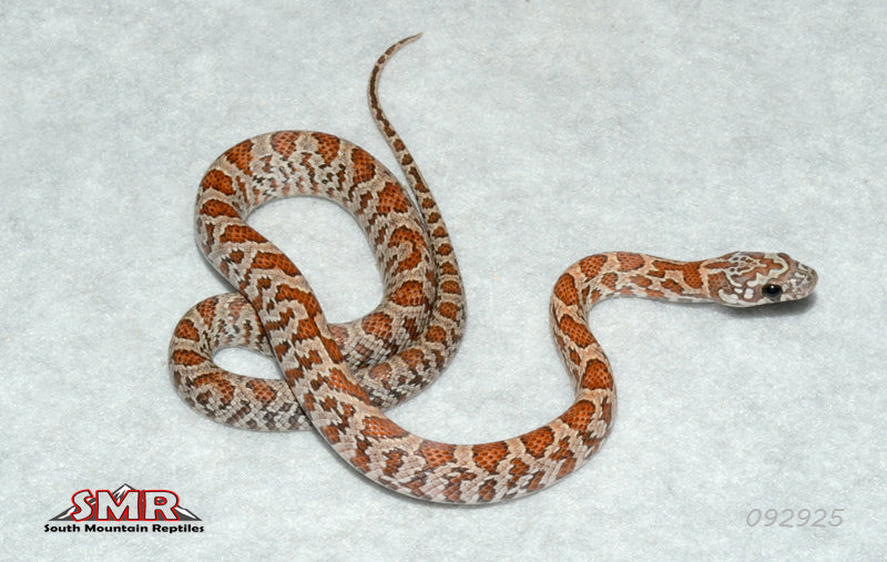 Sunkissed Root Beer 13" Female for sale by South Mountain Reptiles