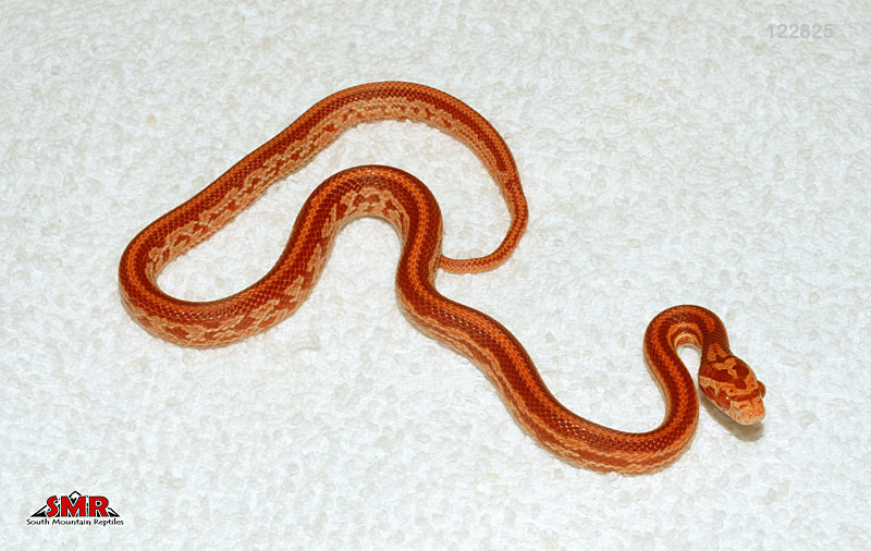 Super Cherry Amel Tessera 13" Female for sale by South Mountain Reptiles