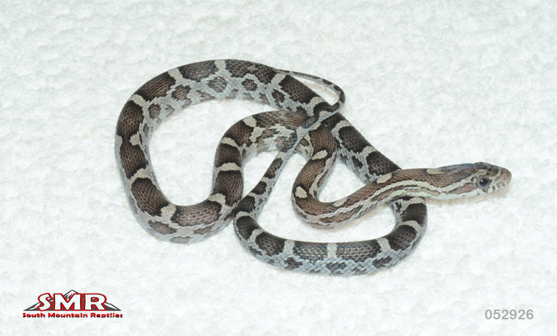 Anery 14" Corn Snake Female for sale by South Mountain Reptiles