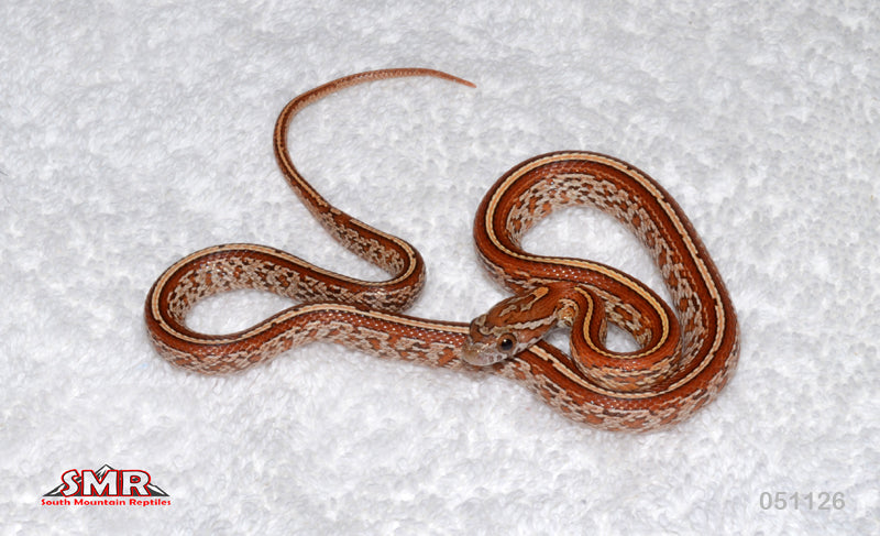 Tessera 14" Female for sale by South Mountain Reptiles